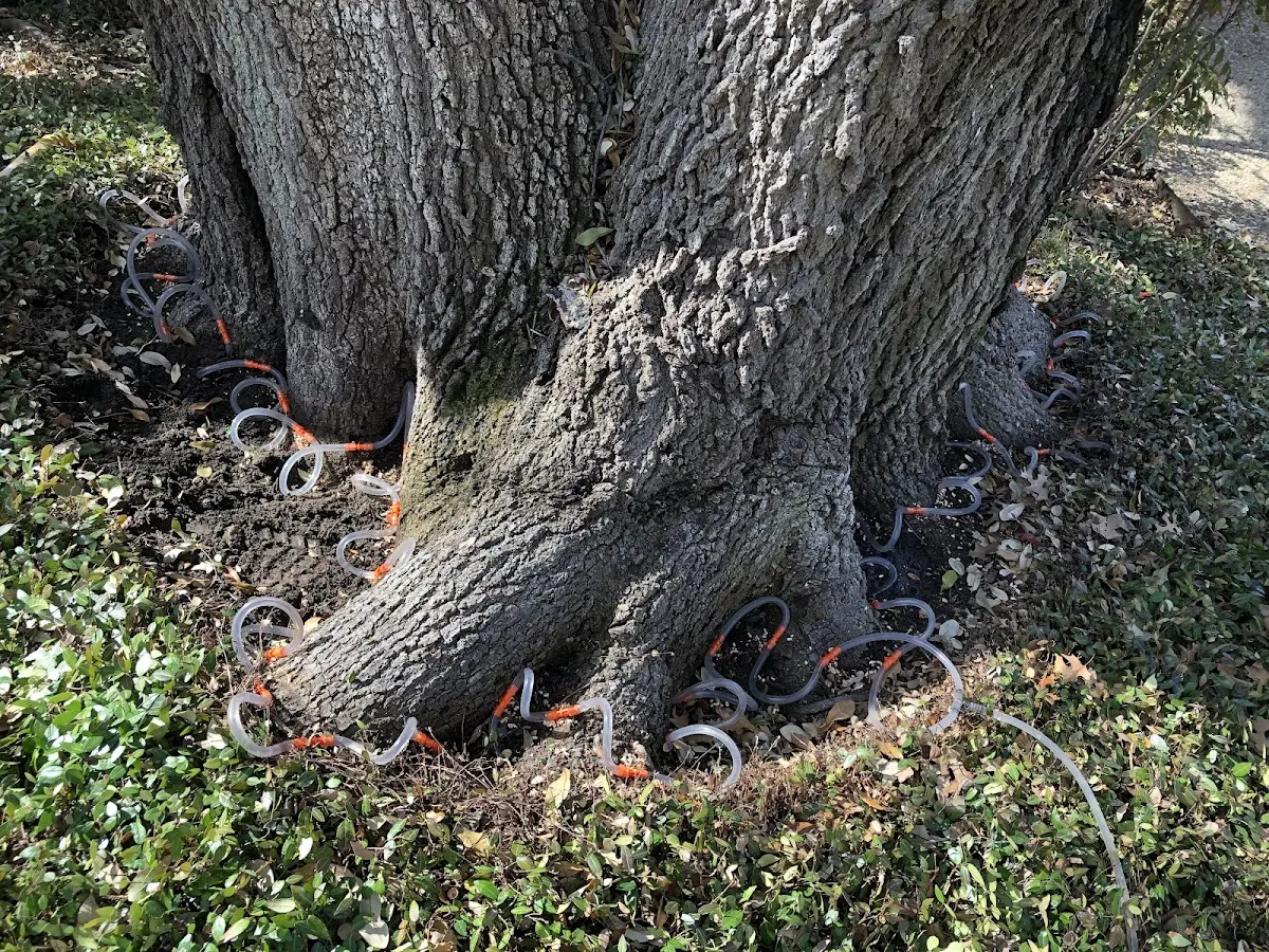 Detailed Tree Cabling and Bracing job site in Terrebonne