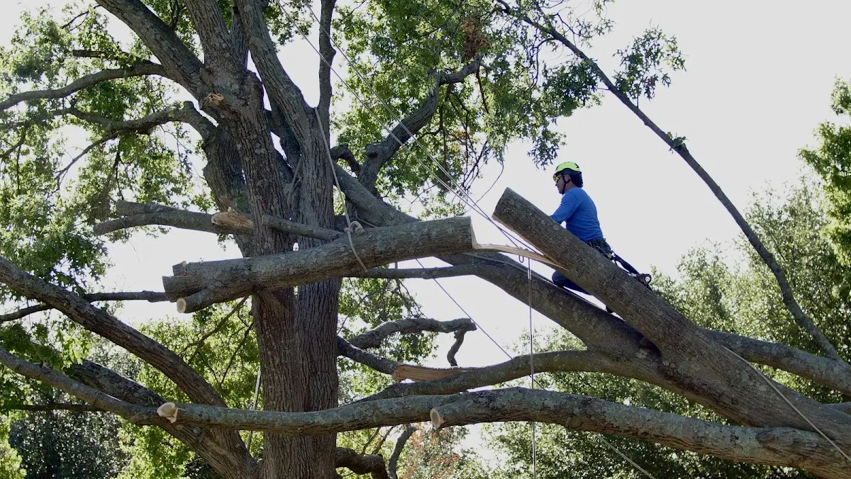 Professional Hazardous Tree Removal performed by certified arborists in Terrebonne